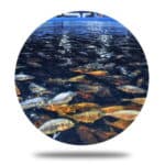 Fishing Industry